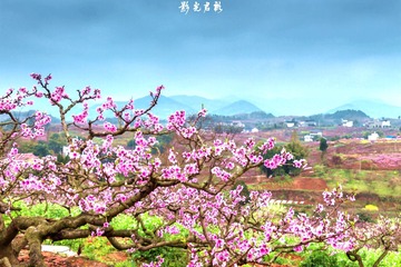 贾家镇桃花009