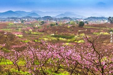 贾家镇桃花002