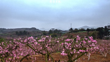 贾家镇桃花013