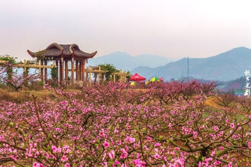 贾家镇桃花003