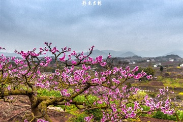 贾家镇桃花008