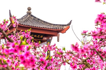 贾家镇桃花006
