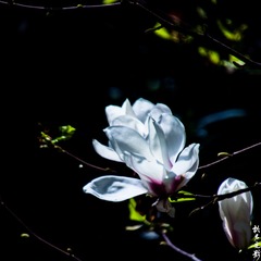 交大庭院006
