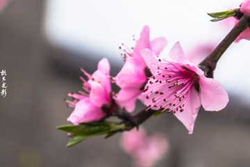春之花  桃花001
