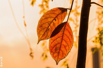 春之花  枯叶