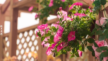 春之花  盆花001