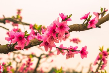 春之花  桃花002
