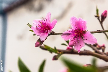 春之花  桃花003