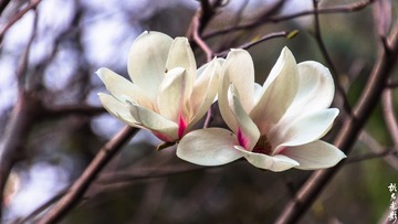 春之花  玉兰花004