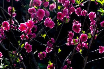春之花  桃花006