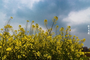 春之花  油菜花001