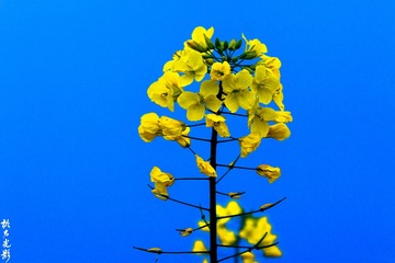 春之花  油菜花006