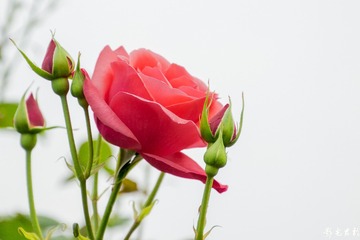 漫花庄园033