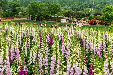 漫花庄园026