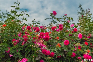 漫花庄园027
