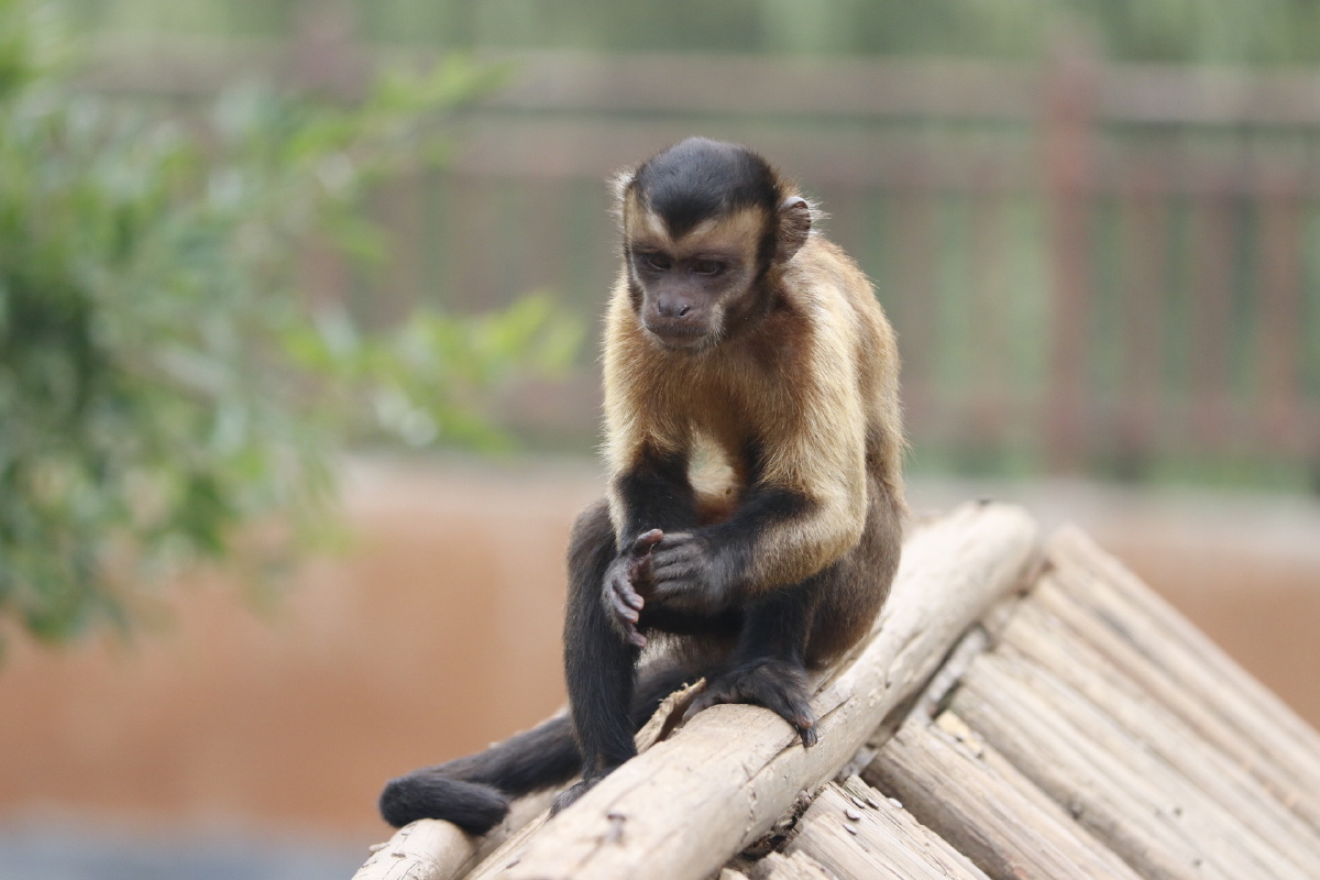 思考中的黑帽悬猴