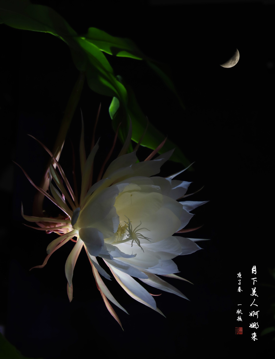 光影昙花月下美人婀娜来