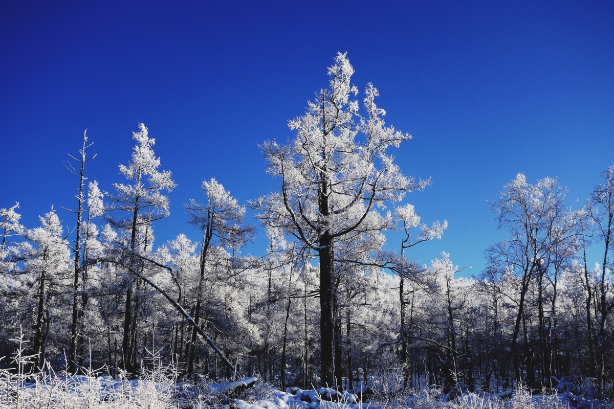 雪亚林,_大山谷图库