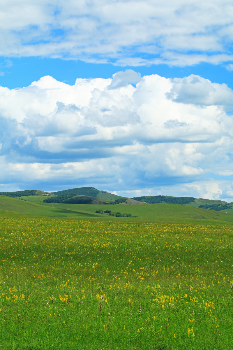 绿色的呼伦贝尔草原