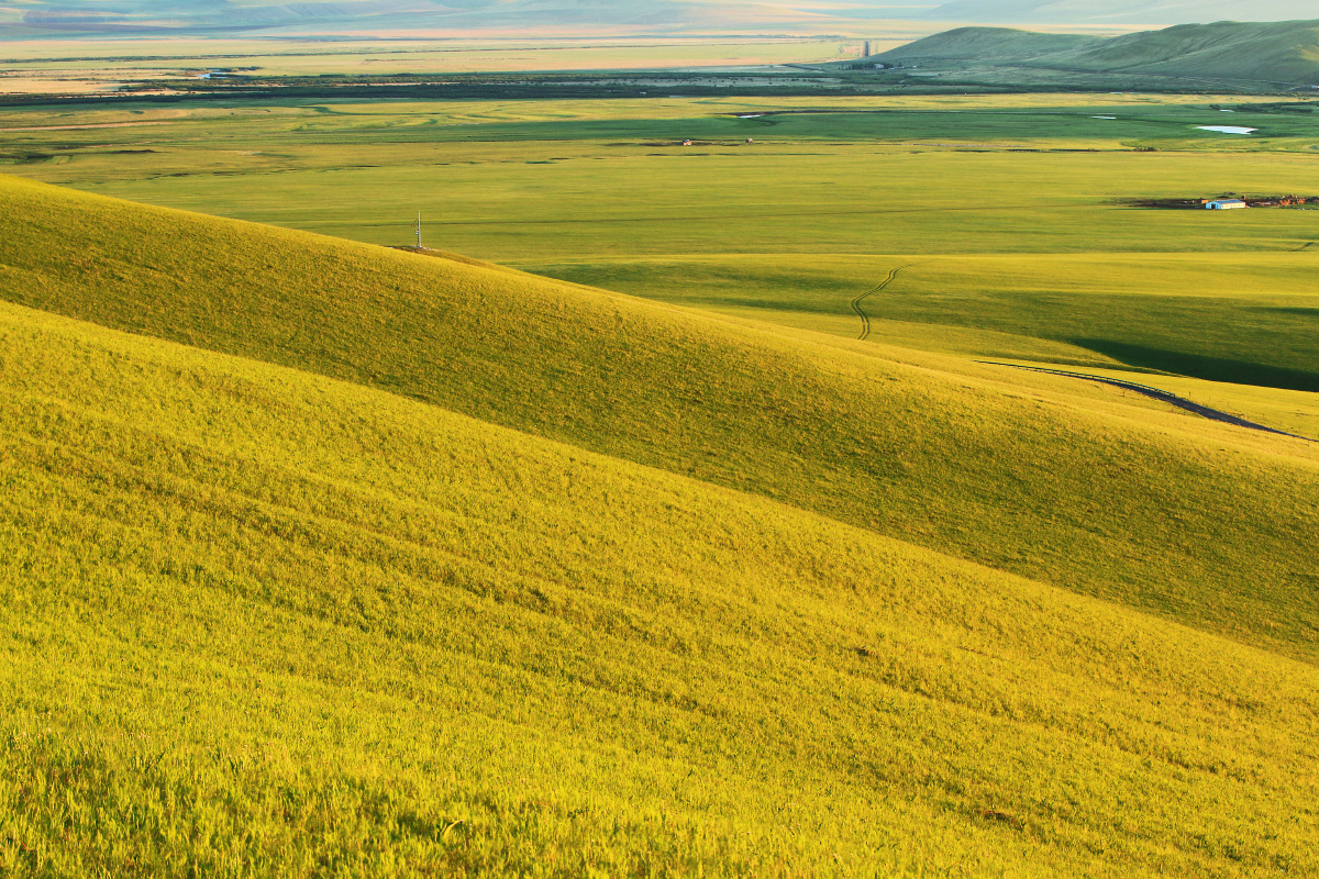 内蒙古草原金色的牧场