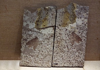 昆虫化石标本，晚侏罗——早白垩纪，产地：辽宁，广东省博物馆自然资源展厅古生物文物。