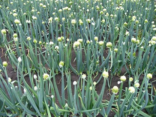 大葱，别名：葱、生葱、葱白，百合科葱属植物葱。002