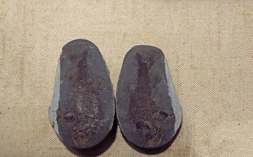 鳞齿鱼化石标本，三叠纪，产地：江苏，广东省博物馆自然资源展厅古生物文物。