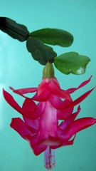 蟹爪兰，又名圣诞仙人掌、蟹爪莲和仙指花，为仙人掌科蟹爪兰属植物。 - 
