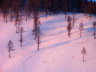 大兴安岭森林冬季，夕阳照射下的小树林雪景。