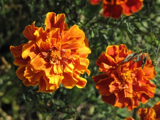 花卉：孔雀草Tagetes patula，菊科万寿菊属植物别名：小万寿菊、杨梅菊、臭菊、红黄草。