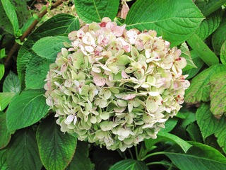 花卉：绣球， 为虎耳草科绣球属植物。别名，八仙花、粉团花、草绣球、紫绣球、紫阳花，药材。