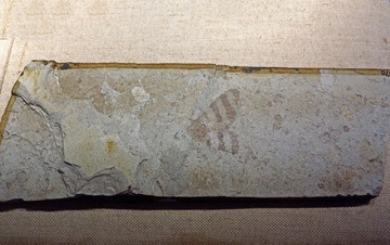 苏尤科特古蝉化石标本，中侏罗世，产地：内蒙古宁城，广东省博物馆自然资源展厅古生物文物。