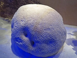 蜂巢珊瑚，广东省博物馆自然资源展厅文物。