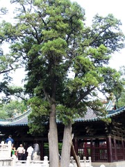 山西省太原晋祠，晋祠周柏，全国重点文物保护单位之一，位于太原市西南郊25公里处的悬瓮山麓。