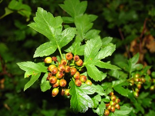大兴安岭野生浆果，光叶山楂 Crataegus dahurica Schneid，蔷薇科山楂属植物。