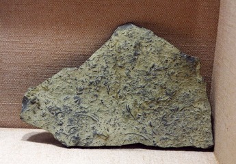 蝙蝠虫化石标本，寒武纪，广东省博物馆自然资源展厅古生物文物。