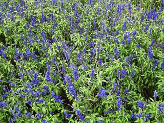 花卉：蓝花鼠尾草，别名，粉萼鼠尾草、一串兰、 蓝丝线，鼠尾草属，唇形科，多年生草本。
