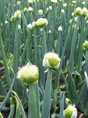 大葱，别名：葱、生葱、葱白，百合科葱属植物葱。