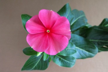 花卉：长春花，别名，日日春、日日草、日日新、三万花、四时春、时钟花、雁来红。