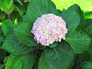 花卉：绣球， 为虎耳草科绣球属植物。别名，八仙花、粉团花、草绣球、紫绣球、紫阳花，药材。001