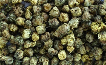 蕾菊，杭白菊花蕾。