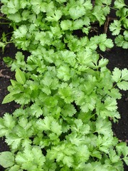 香菜，提味蔬菜，别称：香荽、胡菜、原荽、园荽、芫荽，伞形科云姜属。呼伦贝尔地区种植。