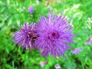 花卉，菊花。