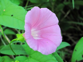 内蒙古呼伦贝尔野生植物：牵牛花。