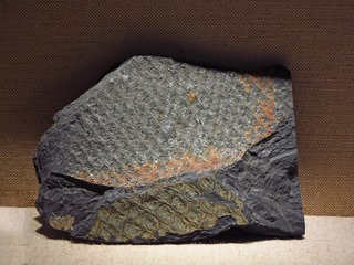 鳞木，化石标本，石炭纪——二叠纪，产地：广东，广东省博物馆自然资源展厅古生物文物。