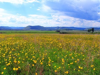 2004年6月19日，北纬52度、中俄界河额尔古纳河河谷地带的野罂粟花（当地人叫野大烟花）