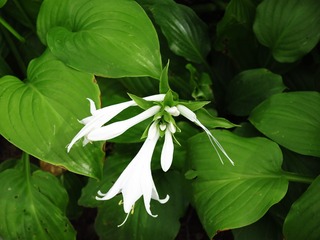 花卉：玉簪，又名白萼、白鹤仙，玉春棒、白鹤花、玉泡花、白玉簪，为百合科多年生宿根草本花卉。002