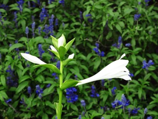 花卉：玉簪，又名白萼、白鹤仙，玉春棒、白鹤花、玉泡花、白玉簪，为百合科多年生宿根草本花卉。001