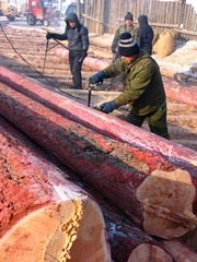 中国最大的贮木场大兴安岭莫尔道嘎林业局贮木场，工人将原条按一定规格用电锯截成规格材。原条（整棵大树）经汽车从山上林场运至贮木场加工。
