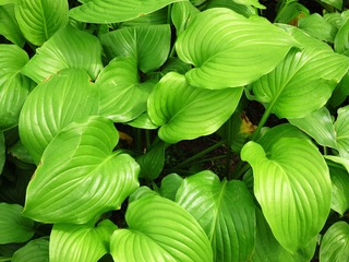 花卉：玉簪，又名白萼、白鹤仙，玉春棒、白鹤花、玉泡花、白玉簪，为百合科多年生宿根草本花卉。